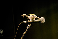 進化の枝分かれフェス